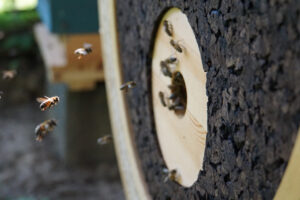 Bienen im Anflug auf Beute